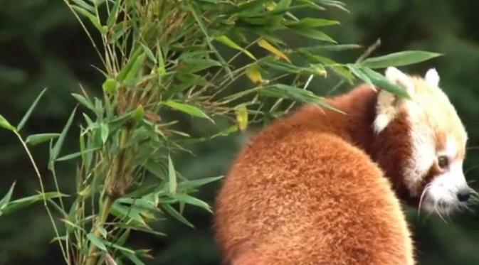 Seekor panda merah menghilang dari kebun binatang. (foto: NY Daily News)