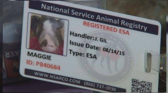 Seekor babi mendapat izin khusus untuk menjadi hewan piaraan dari kota Arizona. (Tucson News Now)