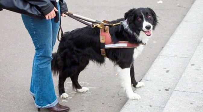 20 tahun B.T menggunakan seekor anjing untuk menuntunnya pergi kemanapun| via: Dailymail.co.uk