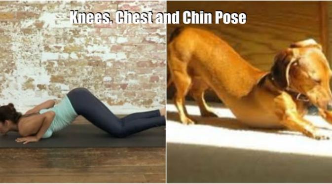 Knees, chest, and chin. (Via: boredpanda.com)