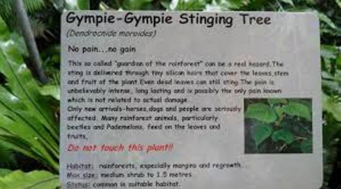 Gympie-gympie, tanaman paling mematikan sedunia dari Indonesia | Via: snaplant.com