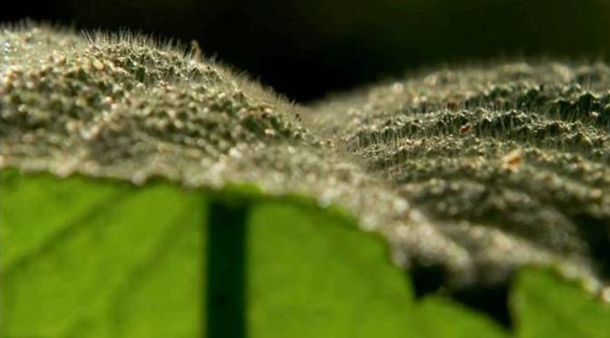 Gympie-gympie, tanaman paling mematikan sedunia dari Indonesia | Via: snaplant.com