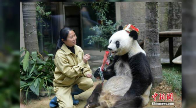 Basi berusia dua tahun lebih muda daripada Jia-jia 37 tahun, panda tertua di dunia yang menghuni Ocean Park Hong Kong. (Shanghaiist)