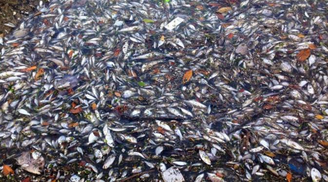 Selain Ancol, Beberapa Daerah Ini Pernah Dipenuhi Bangkai Ikan | via: todayonline.com