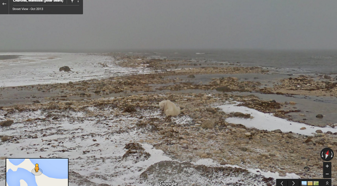 Gambar seekor beruang kutub yang habitatnya sudah mulai berkurang (sumber: google.latlong.co.id)