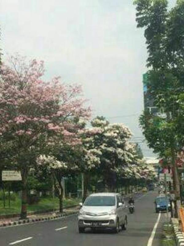 Heboh, pohon berbunga di Magelang mirip sakura berkembang di Jepang | Via: facebook/wisata.magelang