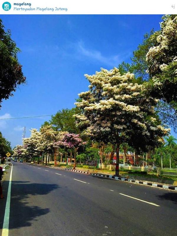 Heboh, pohon berbunga di Magelang mirip sakura berkembang di Jepang | Via: facebook/wisata.magelang