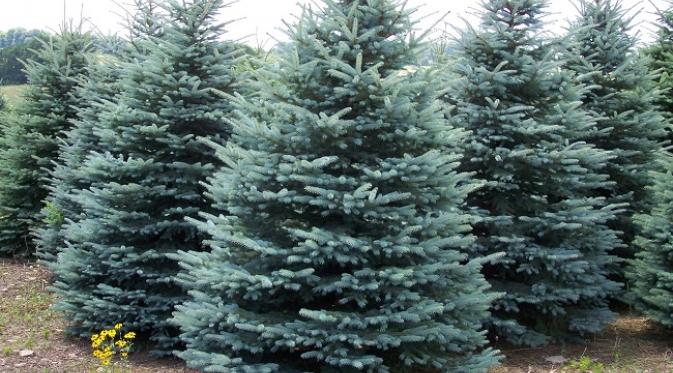 Blue spruce (Sumber. forestnation.com)