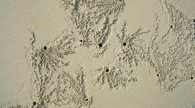 Pasang surut air bisa ditebak dari pola yang dibuat kepiting. (foto: Amusing Planet)