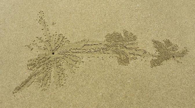 Kepiting bola pasir hewan yang 'artistik' dan suka membuat karya dari bulatan pasir. (foto: Amusing Planet)