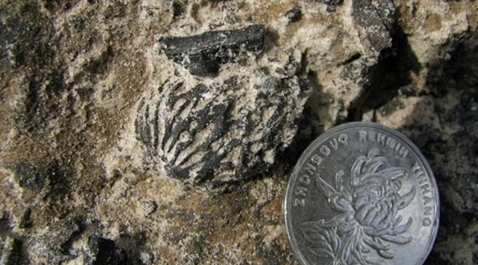Fosil Persik tertua di dunia yang ditemukan di barat daya China. (Live Science)