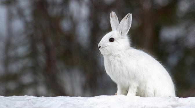 Hewan sejenis kelinci dan rusa kutub Alaska justru diuntungkan dengan udara yang memanas.