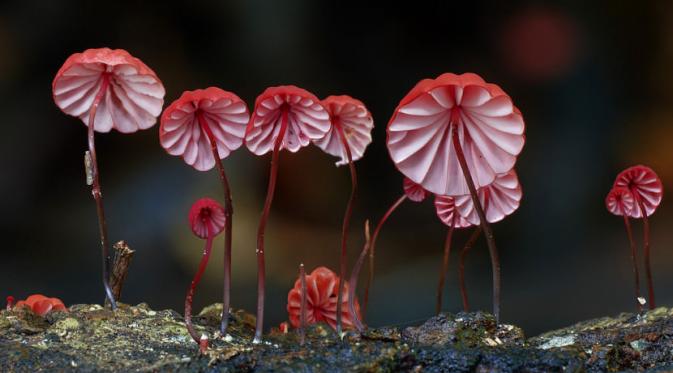 Fungi atau jamur cantik tumbuh di Australia. Sumber: This Is Colossal/Steve Axford