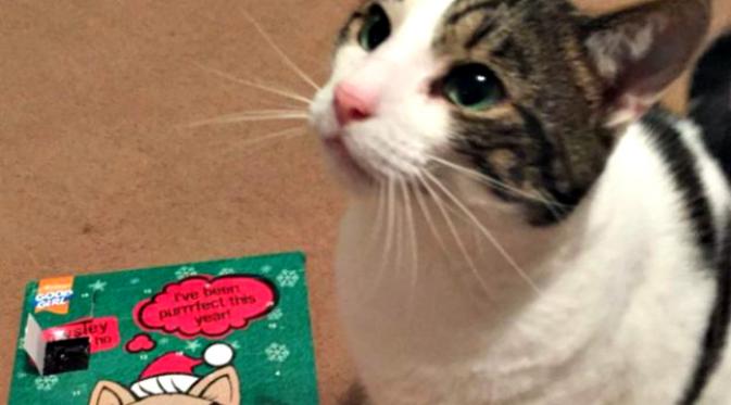 Seekor kucing mendapat kiriman barang lewat pos, tapi petugas pos enggan menyerahkannya tanpa adanya bukti identitas sang kucing.