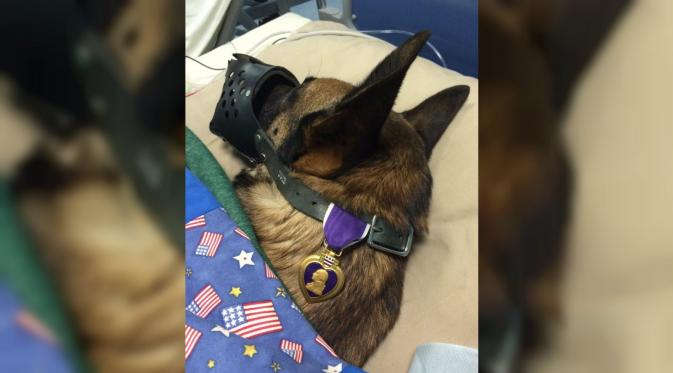 Foto Rocky sedang tidur dengan medali Purple Heart di kerahnya telah diunggah ke akun Facebook milik 89th Military Brigade telah dibanjiri dengan dukungan melalui dunia maya. (Buzz Feed)