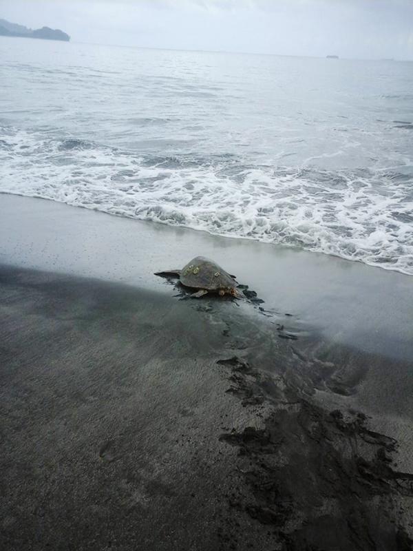 Penyu berjalan kembali ke laut. | via: ArronCulling/Facebook