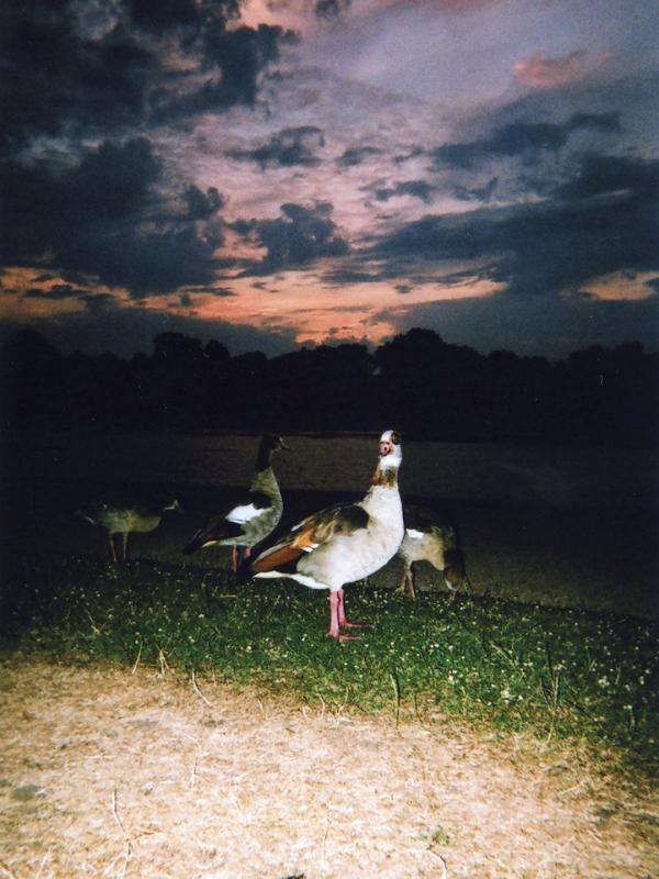Royal Geese Sunset, Kensington Gardens, oleh Maciek Walorski | via: mymodernmet.com