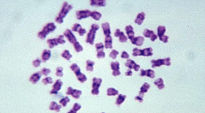 Ditemukan kromosom pria dalam kerangka Harper Road Woman (Carolina Biological)