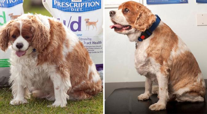 Anjing ini turun berat badan dari 20,5 kilogram jadi 14,1 kilogram. (Via: boredpanda.com)