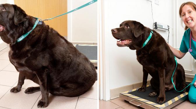 Anjing ini turun berat badan dari 63,45 jadi 52,95 kilogram. (Via: boredpanda.com)