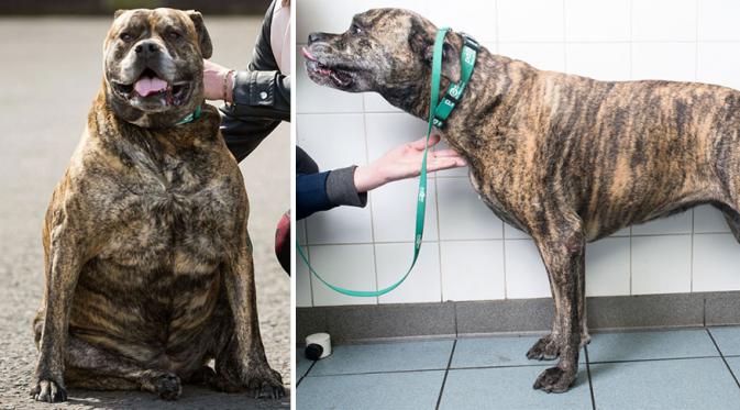 Anjing ini turun berat badan dari 61 jadi 44 kilogram. (Via: boredpanda.com)
