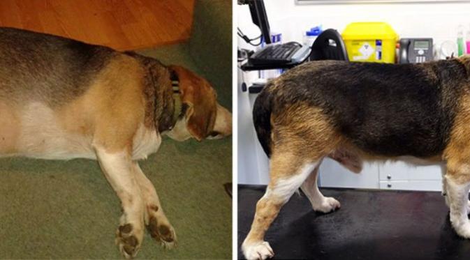 Anjing ini turun berat badan dari 40 jadi 26 kilogram. (Via: boredpanda.com)