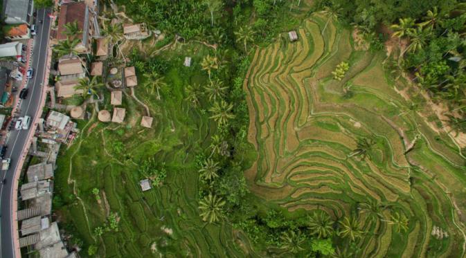 Tegallalang Rice Terraces, Bali, Indonesia. (Via: Dronestagr.am)