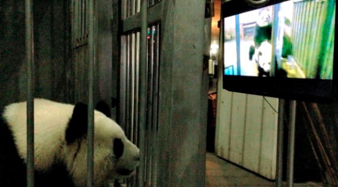 Bahkan seekor pandapun memilih-milih pasangan bermesraannya. (Sumber Shanghaiist.com)