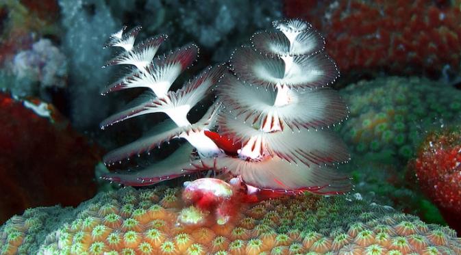 Makhluk Laut Ini Ikut Ramaikan Perayaan Natal! Sumber : mymodernmet.com