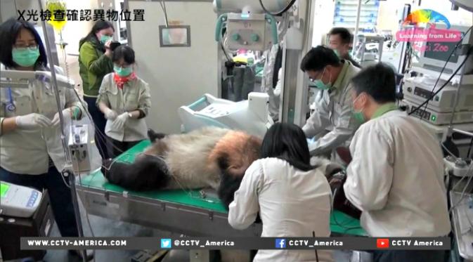 Panda ini tidak sengaja menelan jarum suntik. (Sumber CCTV America)