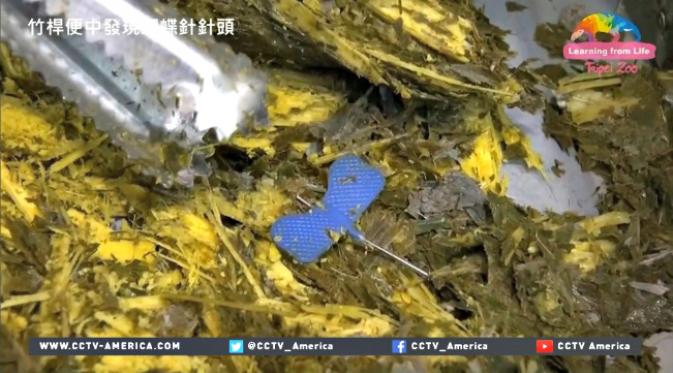 Panda ini tidak sengaja menelan jarum suntik. (Sumber CCTV America)