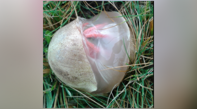 Pada awalnya, jamur ini berbentuk menyerupai telur. (foto: Twitter/Dan Hoare)