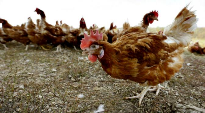 Kesal dengan dinas pajak setempat, warga ini lepaskan sejumlah ekor ayam di kantor pajak.