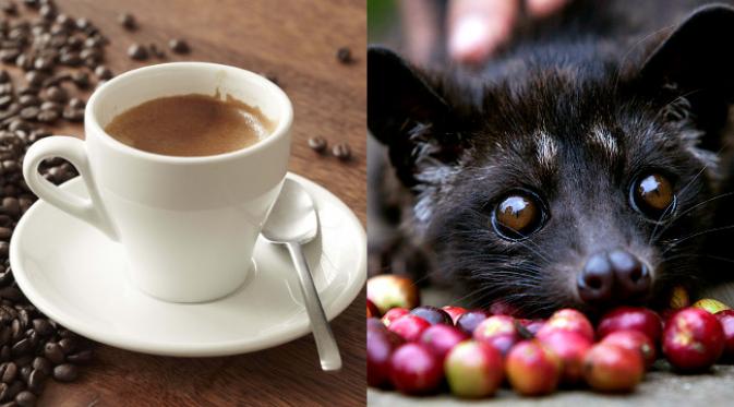 Dibalik kebanggaan atas kopi luwak menjadi kopi termahal di dunia, ada kisah dibalik kopi luwak yang tak banyak diketahui.