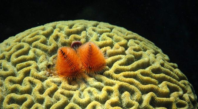 Cacing tinggal di terumbu karang dan memakan plankton serta tumbuhan laut kecil. (foto: Amusing Planet)