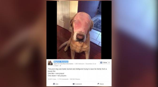 Si anjing dengan wajah 'terkena luka bakar' menarik perhatian netizen. (foto: Facebook/Stephen Roseman)
