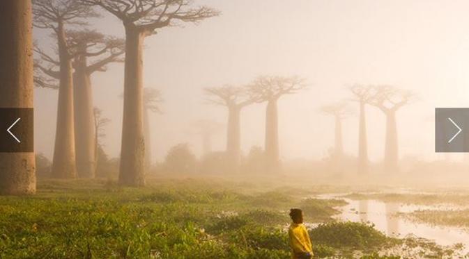 Mother of the Forest by Van Oosten. (Via: photography.nationalgeographic.com)