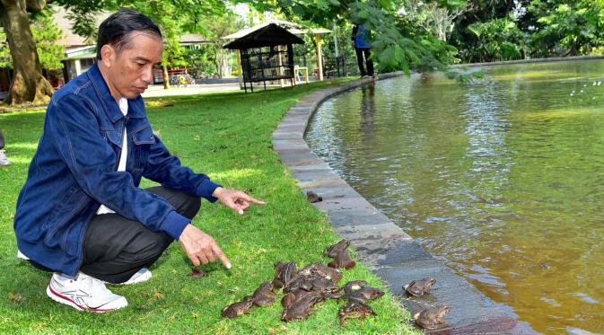Presiden Jokowi melepas sejumlah kodok di lingkungan Istana Kepresidenan, Bogor, Minggu, (2/1). Jokowi melepas 3 karung kodok yang berisi 150 ekor dan disebar di tiga buah kolam yang terletak di halaman depan Kompleks Istana. (Setpres-Agus Suparto)