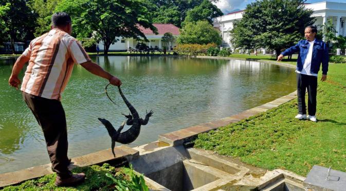 Presiden Jokowi saat memerintahkan perawat kolam untuk segera membebaskan biawak dan melemparkannya ke dalam kolam, Bogor, Minggu, (2/1). (Setpres-Agus Suparto)