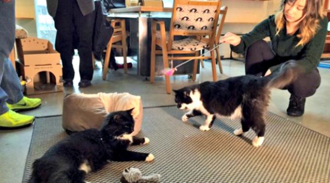 Suasana kafe tempat adopsi kucing di Kanada. (Sumber Megan Batchelor/CBC News)