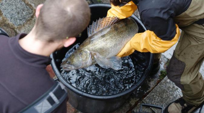 Tindakan lain yang dilakukan adalah memindahkan ikan-ikan yang berdiam di kanal. (foto: AP)