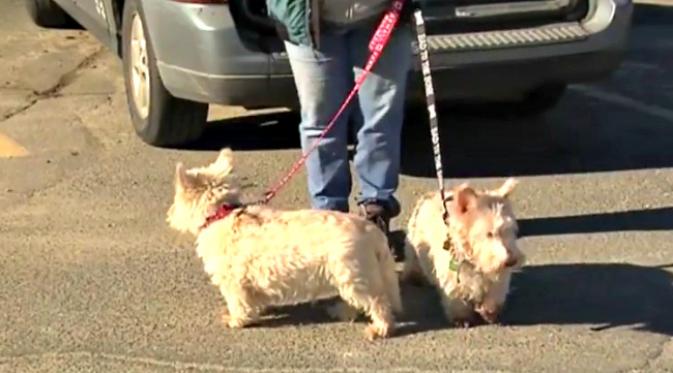 Dua ekor anjing jenis terrier, Jock (tali merah) dan Annabell (tali hitam) yang saling menolong. (Sumber cuplikan video NBC News)