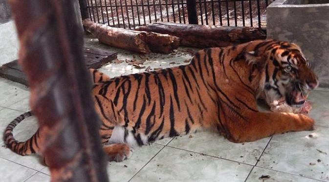 Giring, harimau Sumatra berusia 7 tahun yang menyeberangi sungai berama Erni. | via: AFP/Getty Images