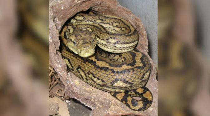 Ular jenis Carpet pythons biasanya memiliki panjang 2 meter, seperti dalam gambar ini (Wikipedia)