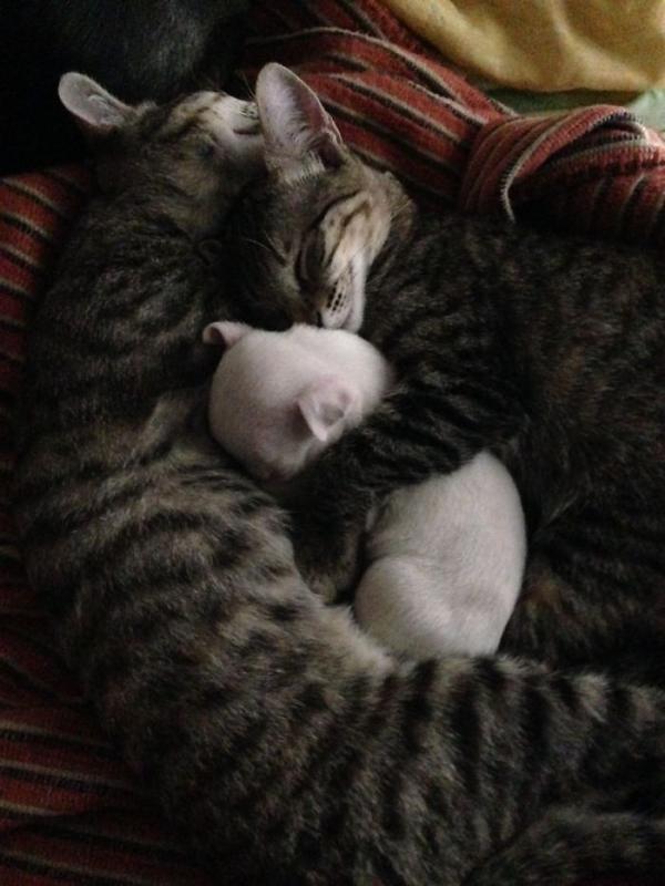 Akhirnya, Aleovir dan dua kucingnya yang mengambil alih dalam mengurus Nicholas. (Via: boredpanda.com)