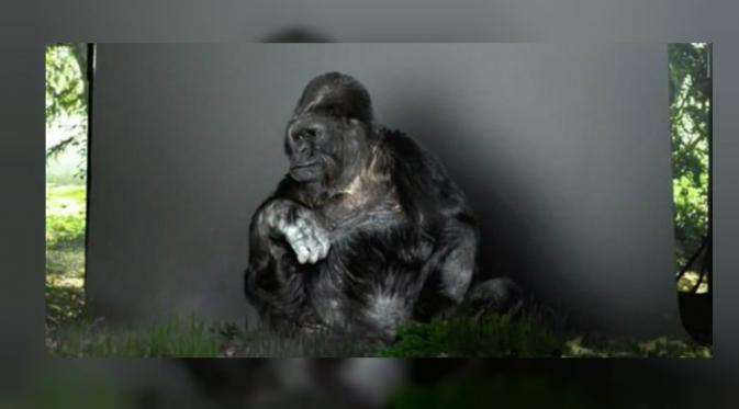 Koko subspesies gorila Western Lowland telah menunjukkan kepada kita bahwa manusia tidak jauh berbeda dengan primata. (unexplained-mysteries.com)