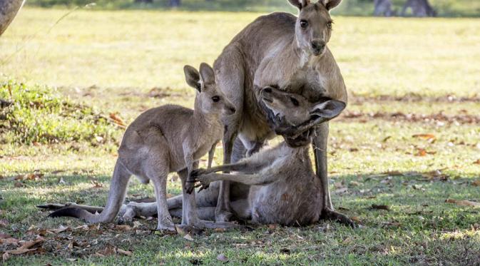 Momen Menyedihkan, Induk Kanguru Sekarat Lalu Mati Ditemani Anak (Evan Switzer/ The Guardian)