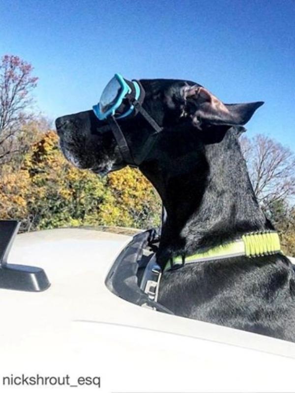 Anjing yang memakai kacamata menjadi tambah modis. Sumber: Instagram/snickshrout_esq