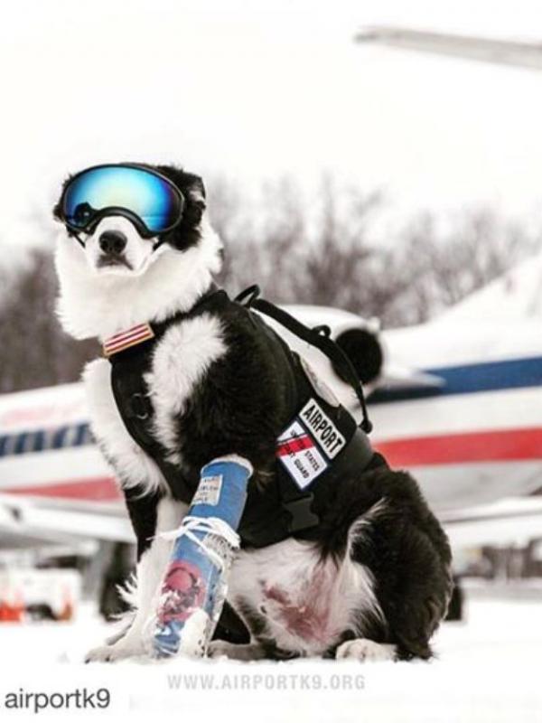 Anjing yang memakai kacamata menjadi tambah modis. Sumber: Instagram/airportk9