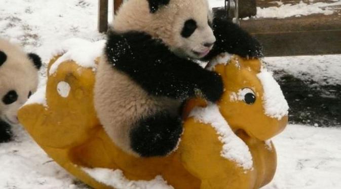 Panda di tempat penitipan Lembaga Penelitian Chengdu, Cina (sumber. lostateminor.com)